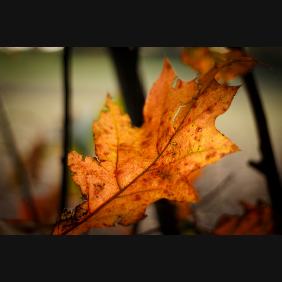 Bild016